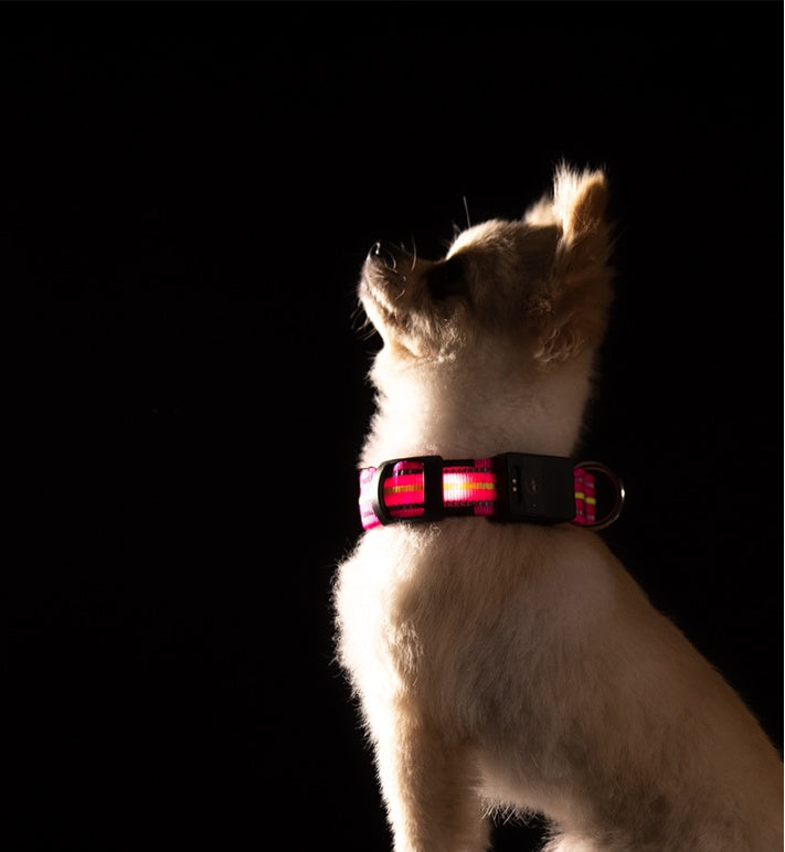 Collar luminoso para Mascotas, Impermeable y de Fibra Óptica